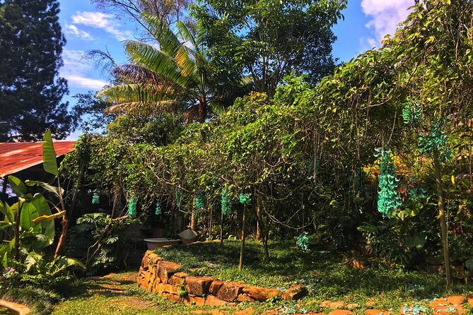 Admission to Andoke Butterfly Center in Cali with Release Ritual - What makes Andoke different from a quick butterfly stop