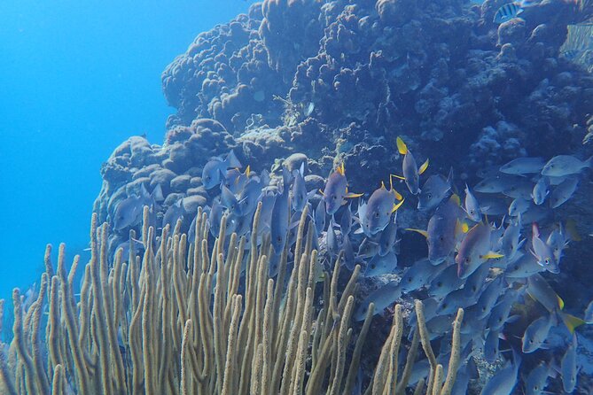 All-Inclusive Full-Day Hol Chan Snorkeling Tour - Hol Chan Marine Reserve and its protected reef