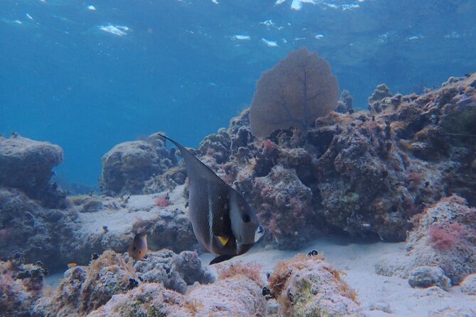 All-Inclusive Full-Day Hol Chan Snorkeling Tour - Lunch, underwater photos, and the real value of $125