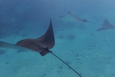 All-Inclusive Full-Day Hol Chan Snorkeling Tour