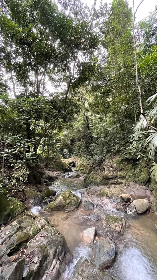 Avistamiento de aves en Minca Sierra Nevada de Santa Marta - Why Minca is worth the early alarm