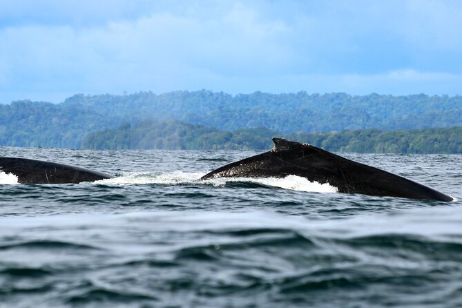 Bahía Málaga: Humpback Whale Watching in Cali - Colombia - Buenaventura gives you a brief port-city stop