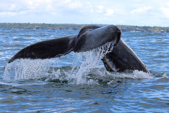 Bahía Málaga: Humpback Whale Watching in Cali - Colombia - Humpback whales in their natural setting