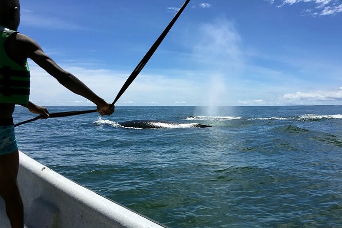 Bahía Málaga: Humpback Whale Watching in Cali - Colombia - Group size, guides, and practical comfort