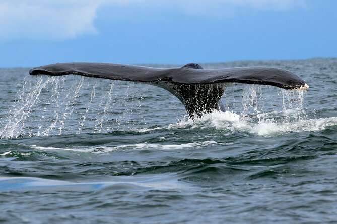 Bahía Málaga: Humpback Whale Watching in Cali - Colombia - Boat travel toward Juanchaco