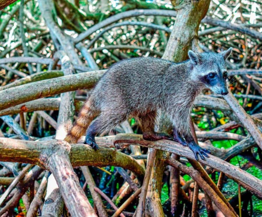 Barú: Club Freedom Beach with Mangrove and Snorkel - The mangroves and the raccoon stop