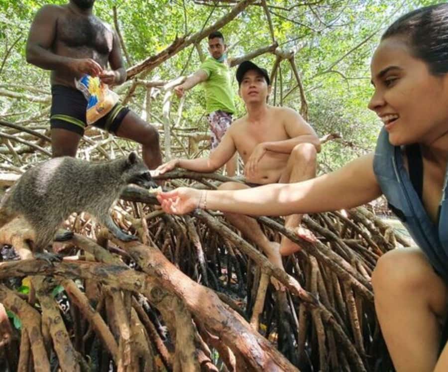 Barú: Club Freedom Beach with Mangrove and Snorkel - One hour of snorkeling around Barú