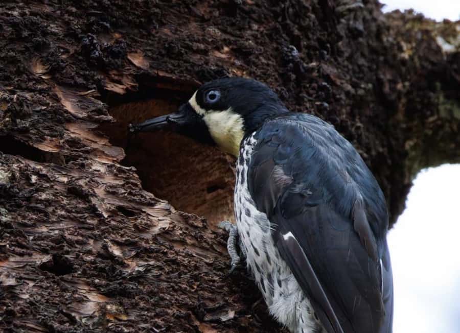 Birding Medellin with expert bird-watcher (Private) - Key points at a glance