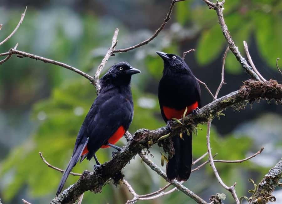 Birding Medellin with expert bird-watcher (Private) - Why La Romera makes a good half-day escape