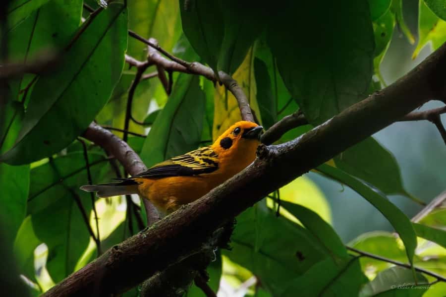 Birding Medellin with expert bird-watcher (Private) - A six-hour walk built around patient spotting