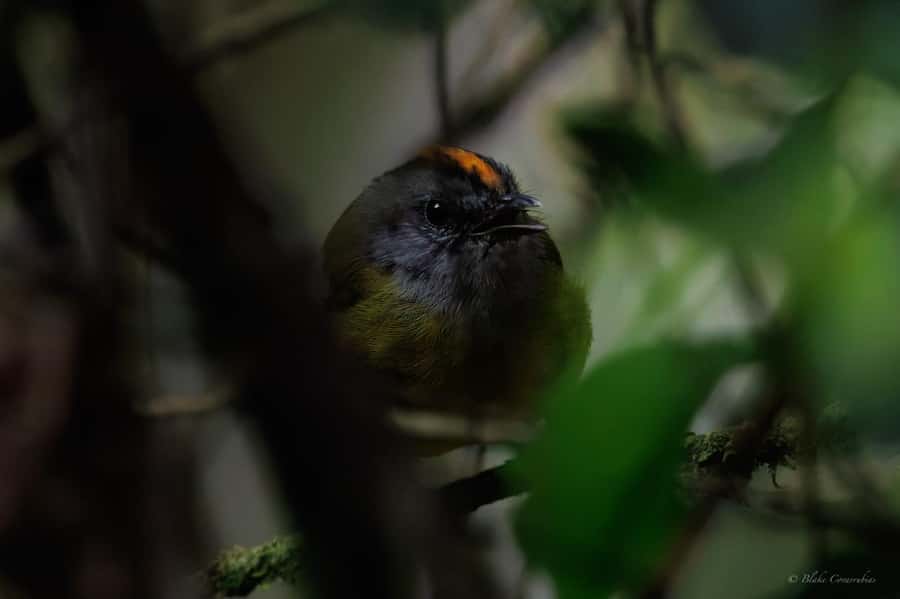 Birding Medellin with expert bird-watcher (Private) - What the walking is really like
