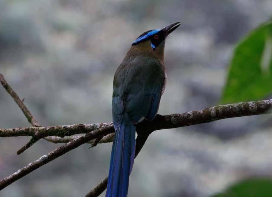 Birding Medellin with expert bird-watcher (Private) - Breakfast, snacks, and the early start