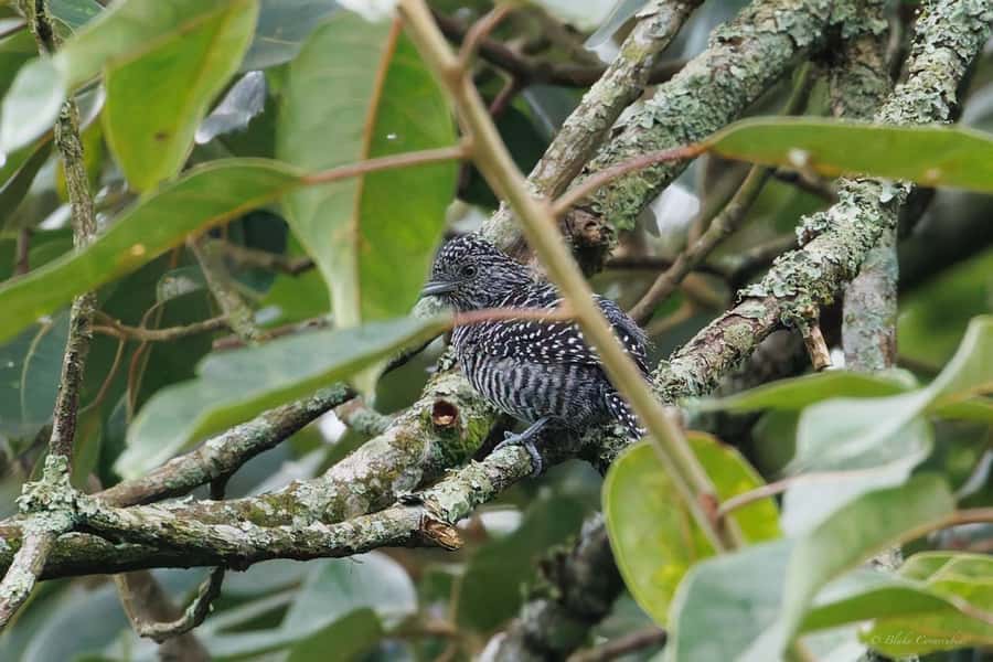 Birding Medellin with expert bird-watcher (Private) - The guide’s teaching style suits beginners