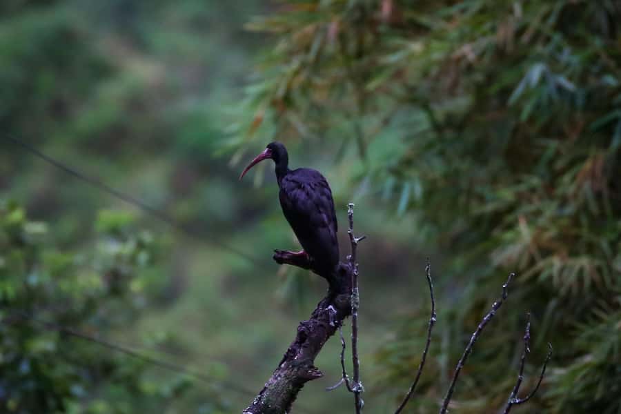 Birding Medellin with expert bird-watcher (Private) - Is $197 good value for two people?