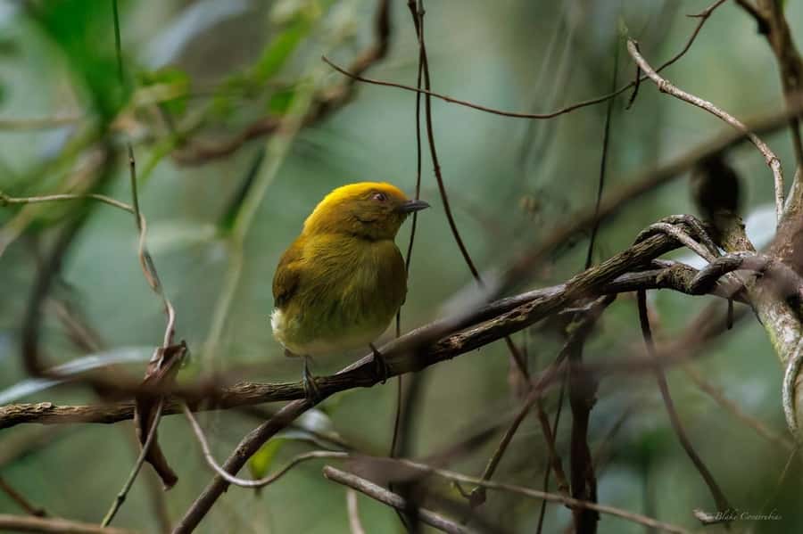 Birding Medellin with expert bird-watcher (Private) - Who should book this outing?