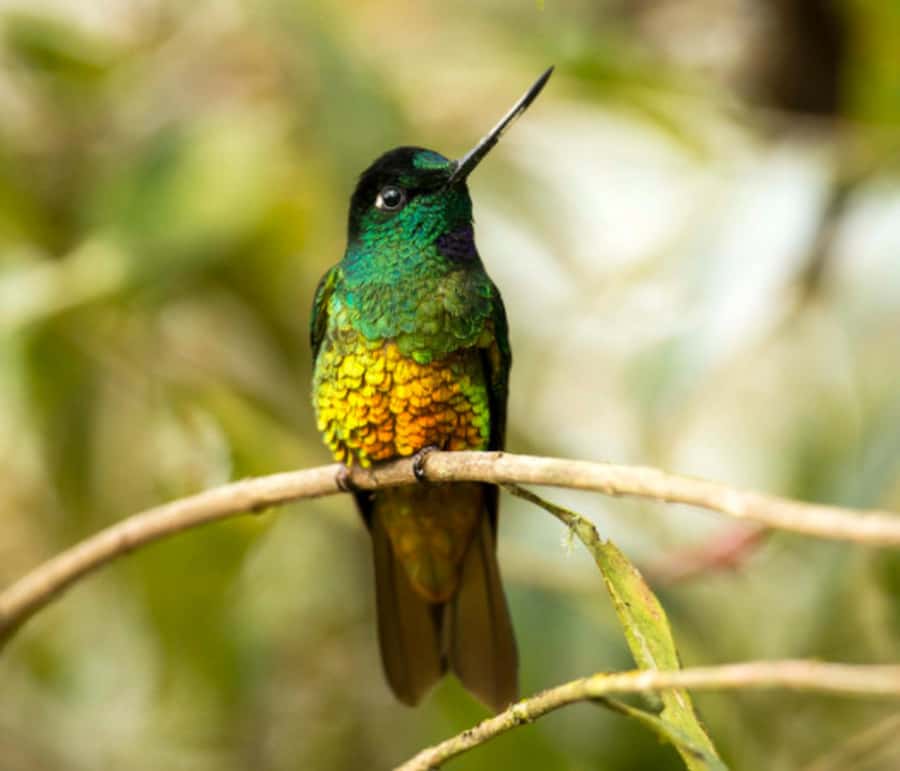 Birdwatching Day Tour at Chicaque Natural Park - Four hours on foot inside the park