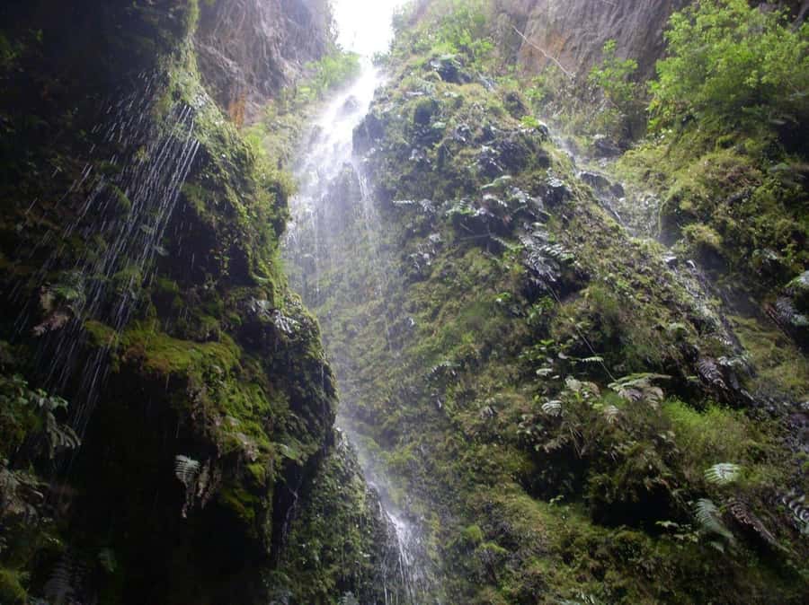 Bogota: Explore the forest and bird watching at Chicaque Natural Park - Who will enjoy this outing most