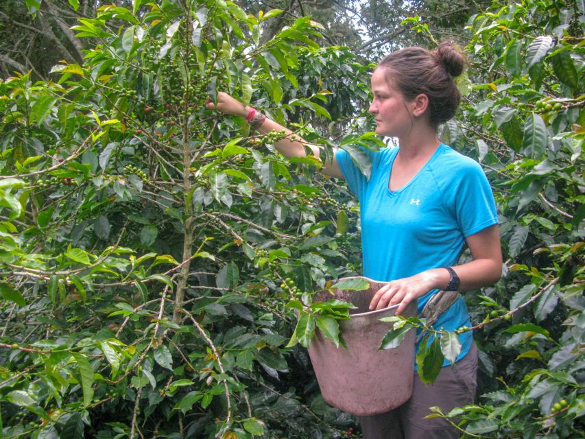Bogotá: Guided Coffee Tour with Lunch, and Pickup & Drop-Off - What the private format changes