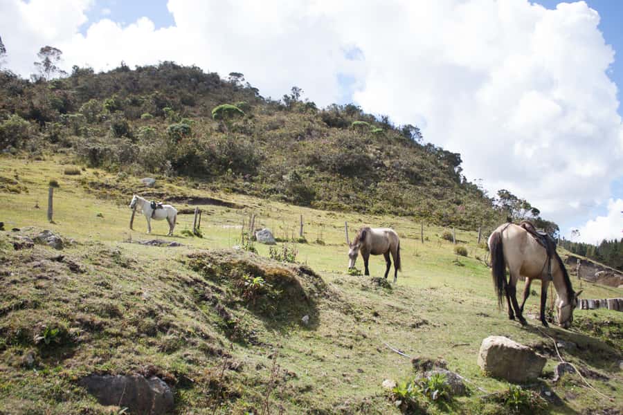 Bogota: Horseback Riding Tour - Leaving Bogotá for Cundinamarca’s high country