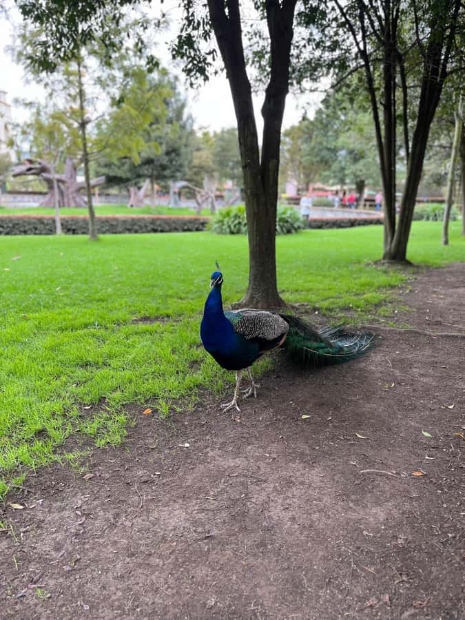 BOGOTA: Tour of Jaime Duque Park, Zoo, and Aerospace Museum - The Medieval Castle and live theater
