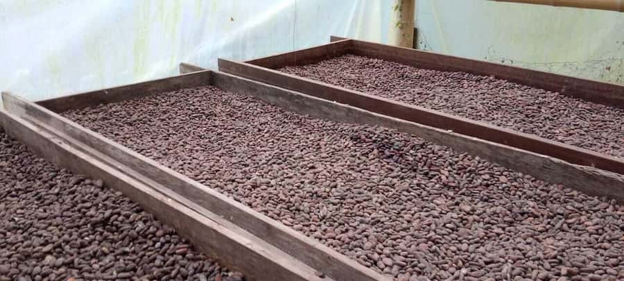 Cacao and Coffee Tour - At the farm, coffee and cacao become easier to understand