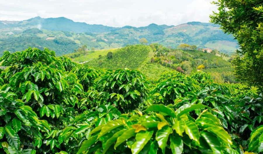 Cacao and Coffee Tour - A lookout with Santa Marta in the distance