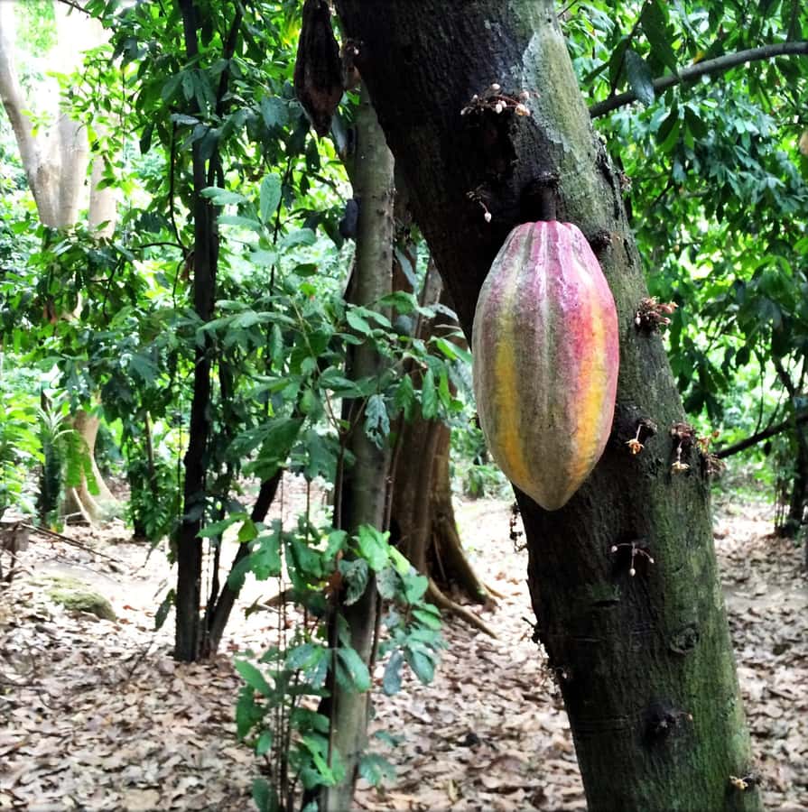 Cacao Experience Tour - Key points to know before you book