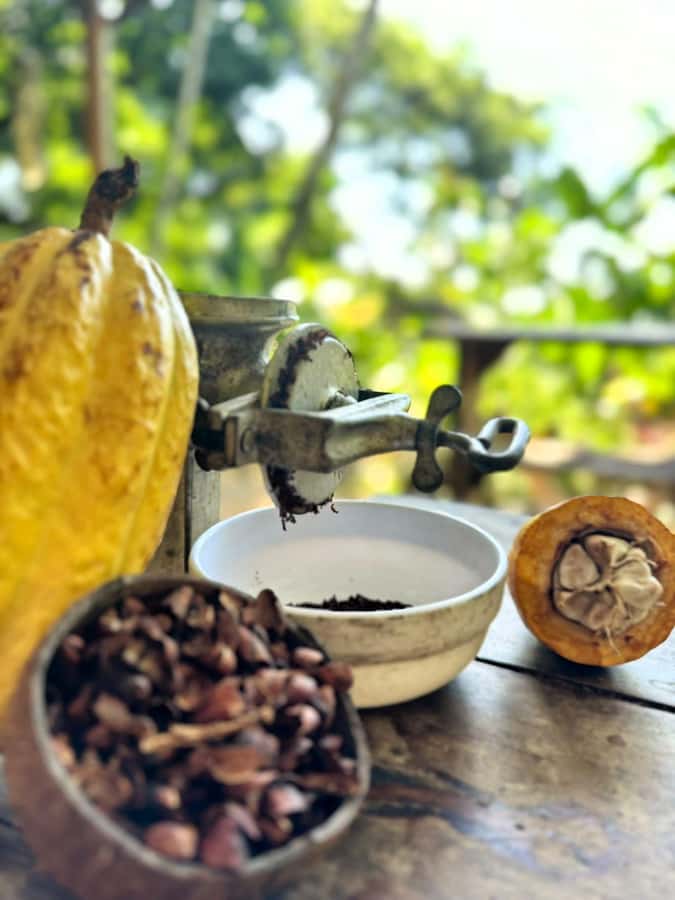 Cacao Experience Tour - Seeing cacao before it becomes chocolate
