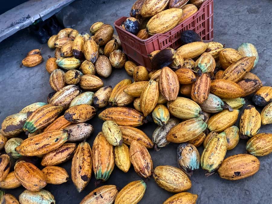 Cacao Experience Tour - Coffee, fruit, and a cacao face mask