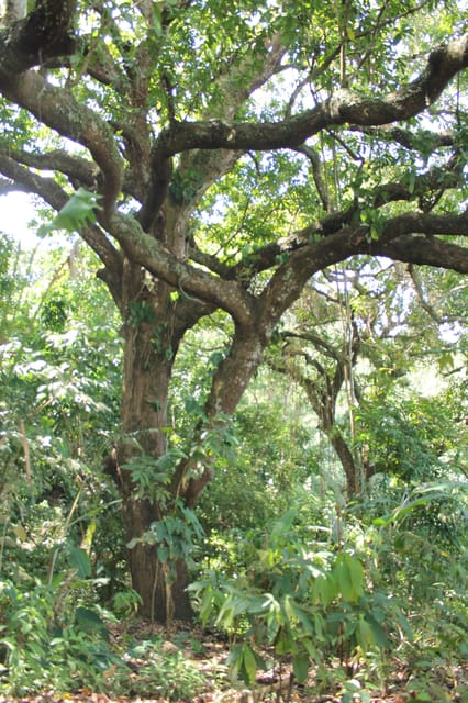 Cacao Experience Tour - Final call: book it if you want cacao with a muddy edge