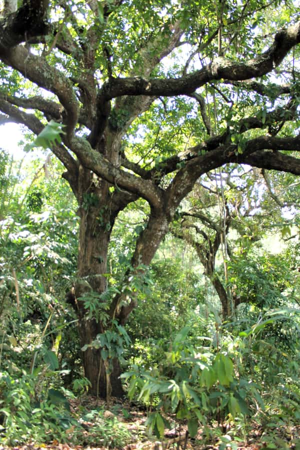 Cacao Experience Tour - Walking through Tayrona territory