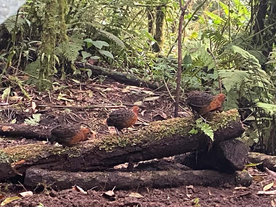 Cali: Bird Watching in The San Antonio Fog Forest - Key points to know before you book