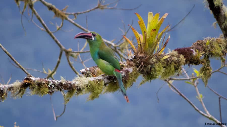 Cali: Bird Watching in The San Antonio Fog Forest - Why San Antonio Fog Forest is a strong birding choice