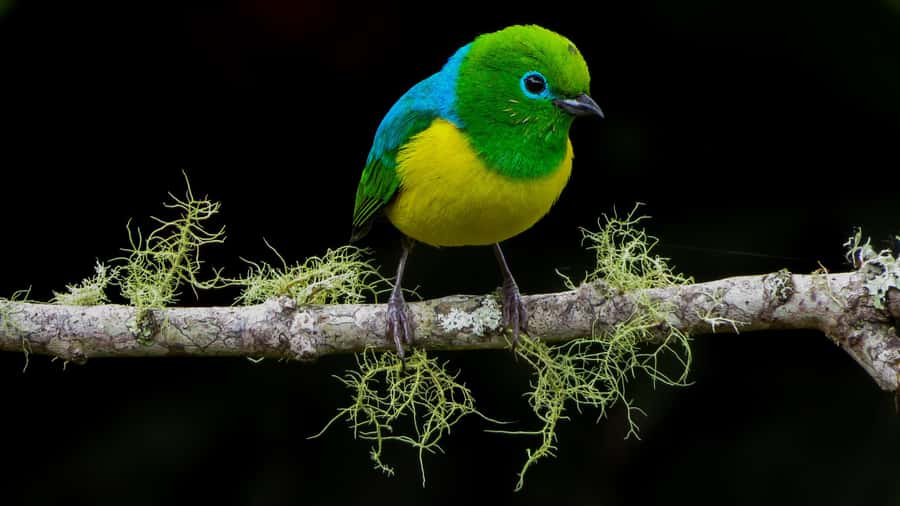 Cali: Bird Watching in The San Antonio Fog Forest - Four and a half hours among cloud-forest birds