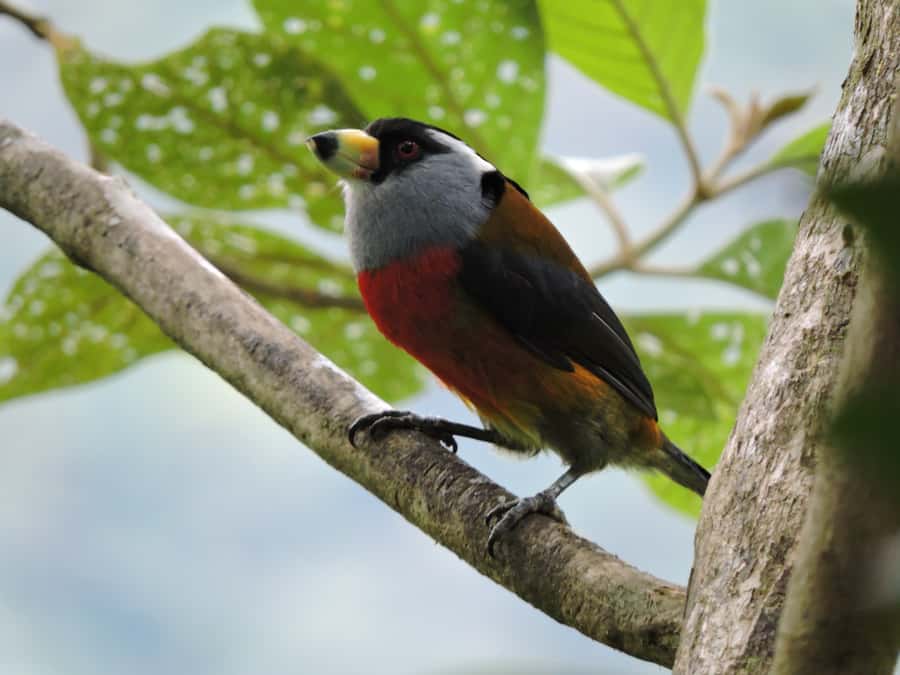 Cali: Bird Watching in The San Antonio Fog Forest - The farm and roadside stop at Km 18