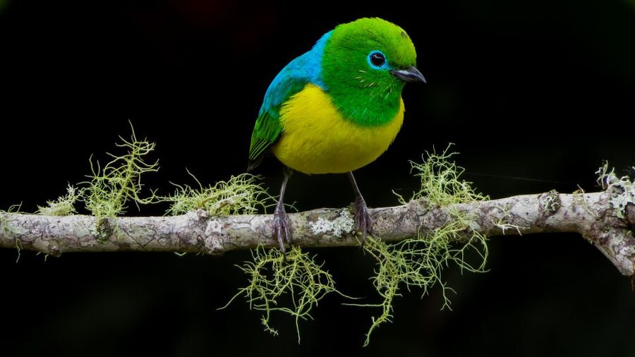 Cali: Bird Watching in The San Antonio Fog Forest - What the included coffee and snack really mean
