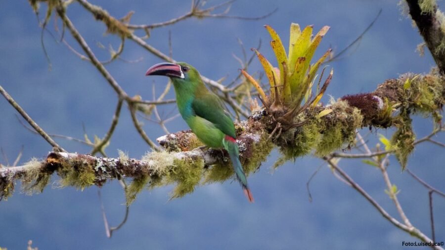 Cali: Bird Watching in The San Antonio Fog Forest - The best months for clearer birdwatching
