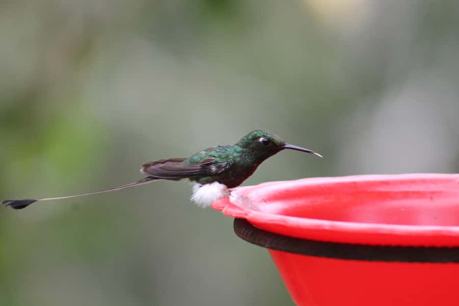 Cali: Hummingbird Watching & Photography Tour - Key points at a glance