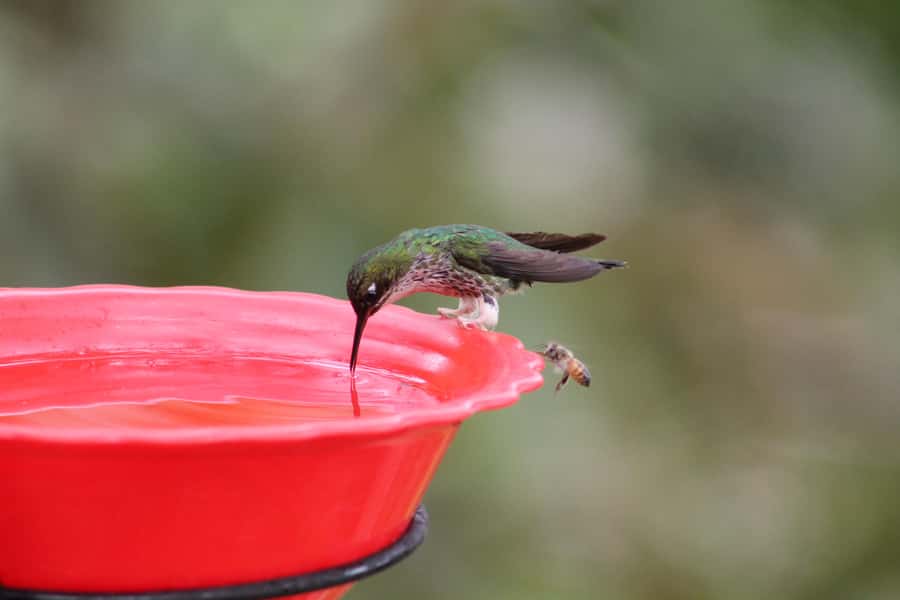 Cali: Hummingbird Watching & Photography Tour - Should you book the hummingbird tour?