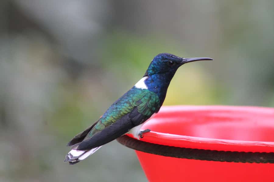 Cali: Hummingbird Watching & Photography Tour - Why hummingbirds are worth the trip from Cali