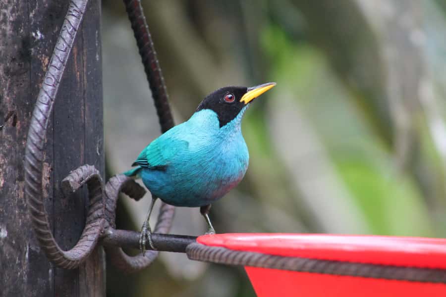 Cali: Hummingbird Watching & Photography Tour - What the two-hour visit feels like