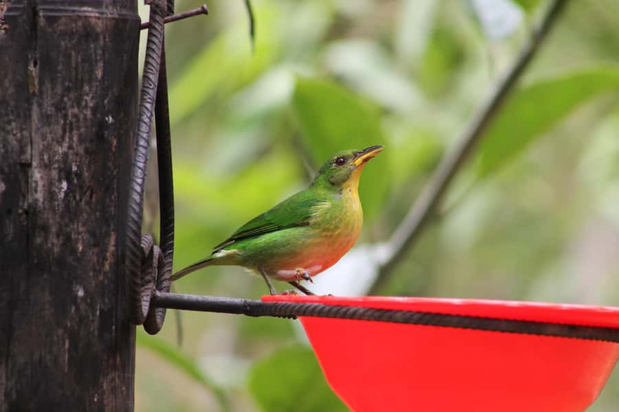 Cali: Hummingbird Watching & Photography Tour - Price, value, and who should book
