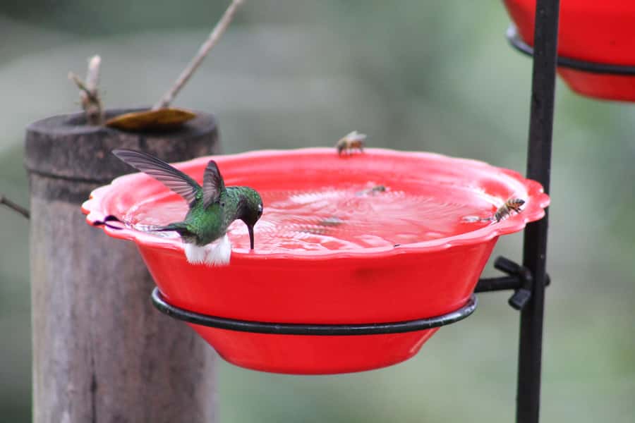 Cali: Hummingbird Watching & Photography Tour - Weather, clothing, and practical preparation
