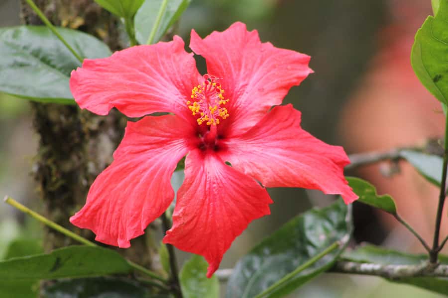 Cali: Hummingbird Watching & Photography Tour - The one-hour ride into the western mountains