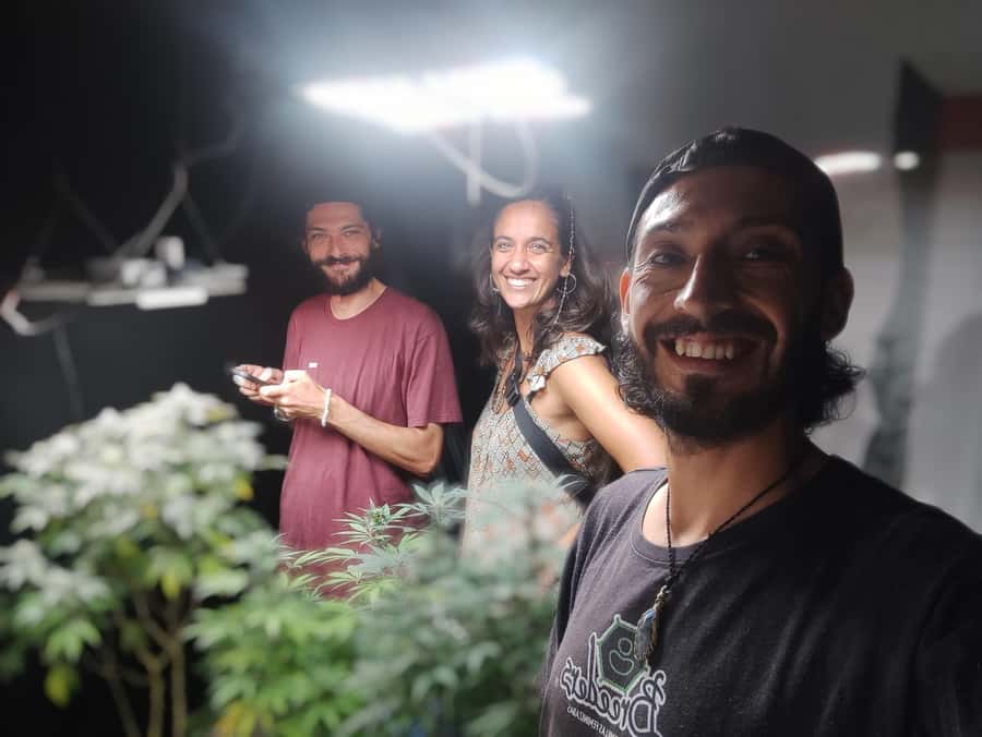 CANNABIS EXPERIENCE - Learning the cannabis plant cycle, step by step