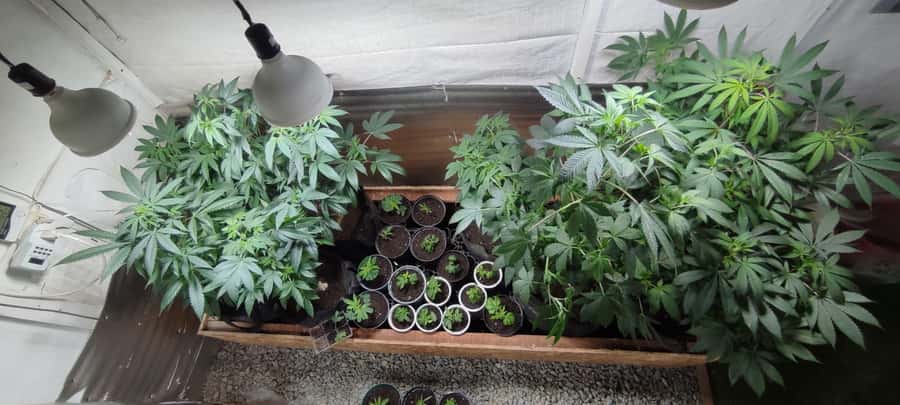 CANNABIS EXPERIENCE - Ancestral methods meet modern cultivation