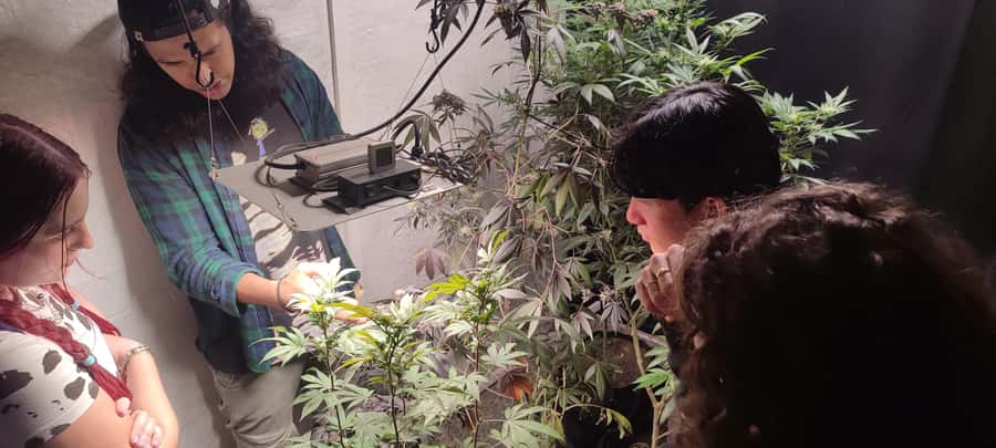 CANNABIS EXPERIENCE - The 420 terrace and the natural setting