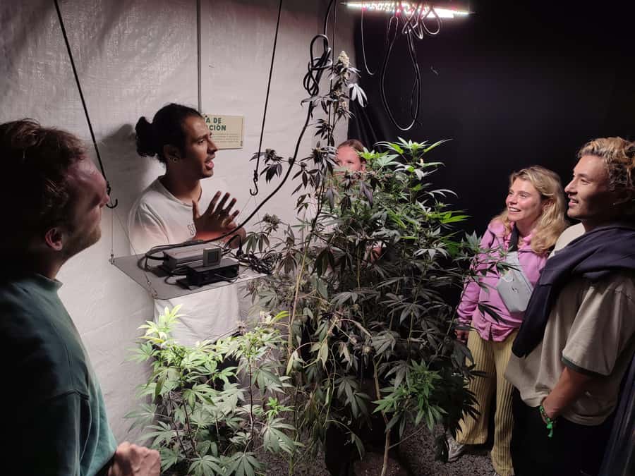 CANNABIS EXPERIENCE - How much value do you get for $64?