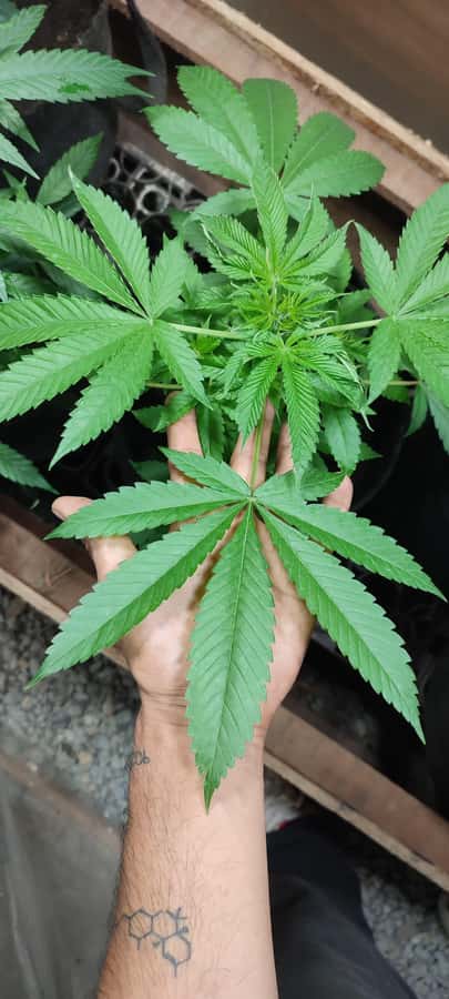 CANNABIS EXPERIENCE - Who will enjoy this experience most?