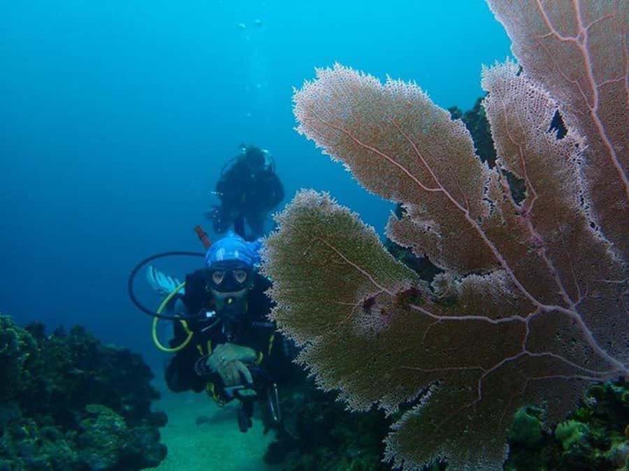 Cartagena: 2 Tanks Dive Plan For CERTIFIED DIVERS - Meeting at Cartagena Nautical Club at 7:00 am
